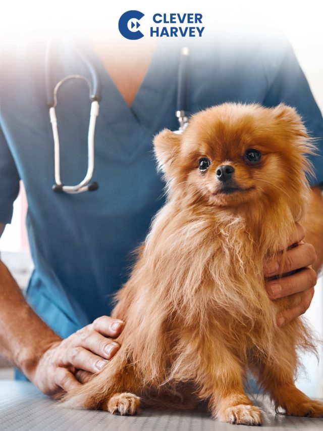 How to become a Veterinary Doctor in India