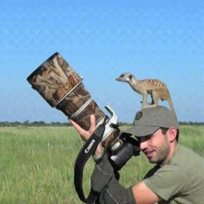 A meerkat using the photographer's camera as a watchtower.
