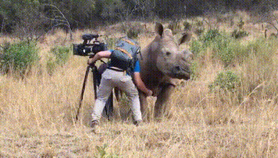A rhinoceros gets belly rubs from a photographer.